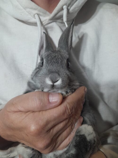 American Chinchilla Rabbit